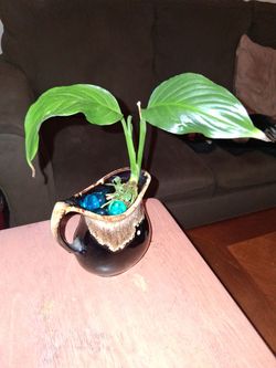Real indoor plant
