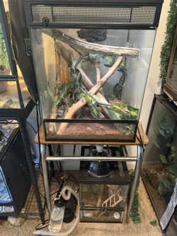 Crested Gecko Enclosure