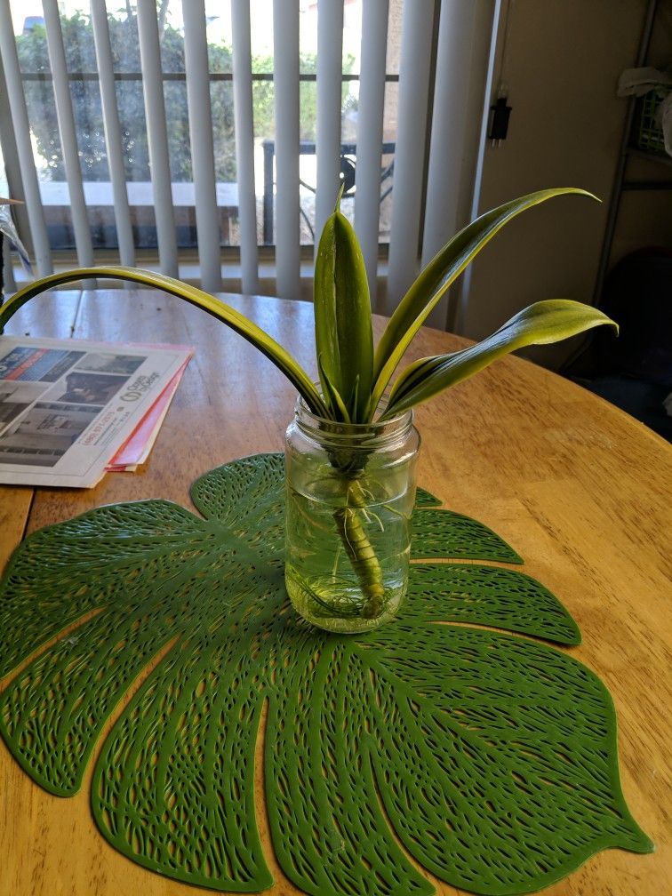 Golden Flame Snake Plant