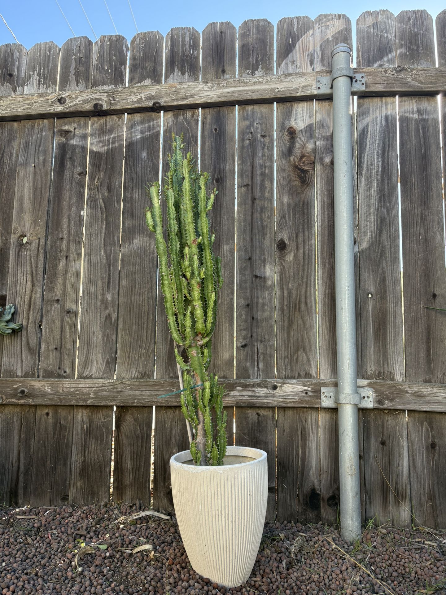 Large African Milk Tree 4ft H Potted Cathedral Cactus Well Rooted In Pot Succulent Plant