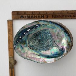Abalone shell