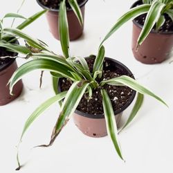 variegated spider plant