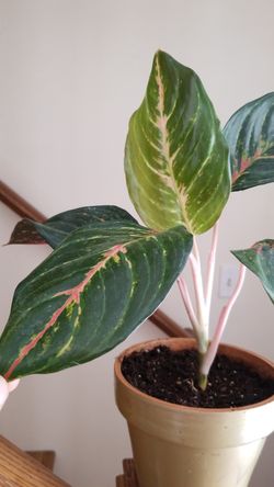 Aglaonema ‘Red Emerald’ - Chinese Evergreen- Air purifying plant - live house plant- Aglaonema garnet Coltrane
