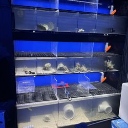 Proclear Fish Invert System Tank
