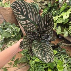 Calathea Ornata