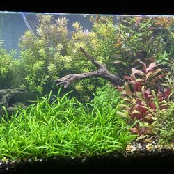 40 Gallon Planted Aquarium Fish tank Aquascape And Stand