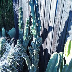 Monstroses Apple Cactus Plant