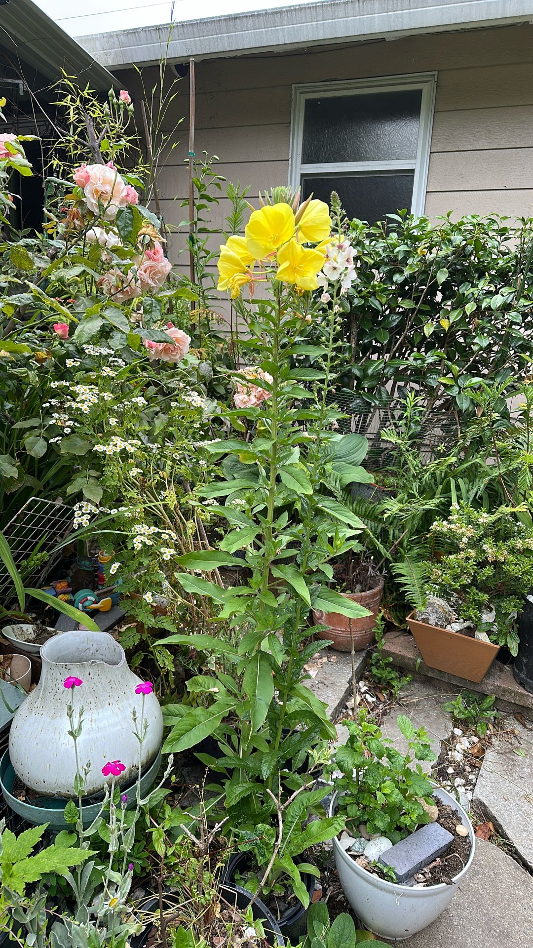Evening Primrose