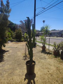 Euphorbia cactus succulent plant