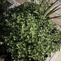 Meprobamato, Herbal Natural Plant