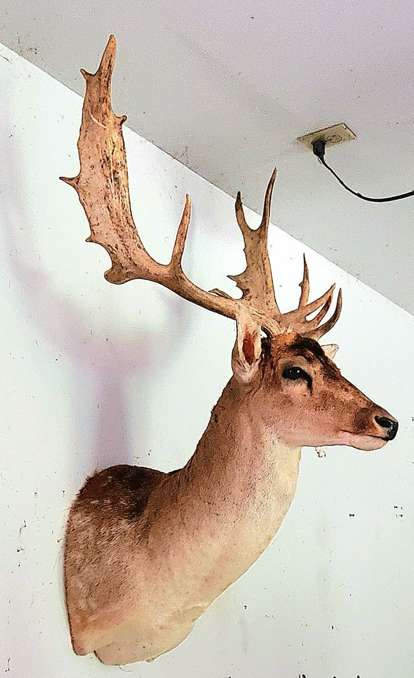 Fallow Deer Mounts (2) 1 Rare Cinnamon Taxidermy