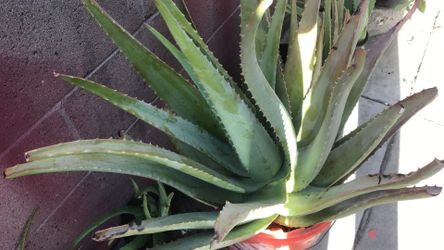 Aloe Vera-Sabila las vendo en pencas/hojas $0.30cada una.