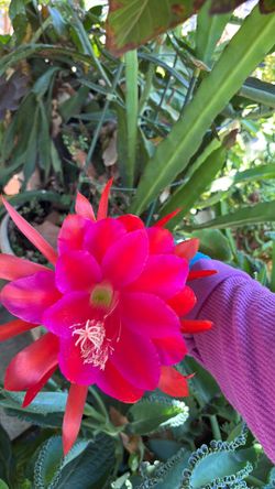 Cactus orquídeas
