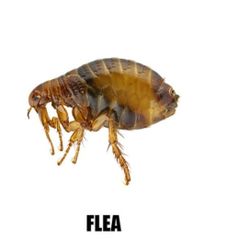 Anti Fleas For Pets