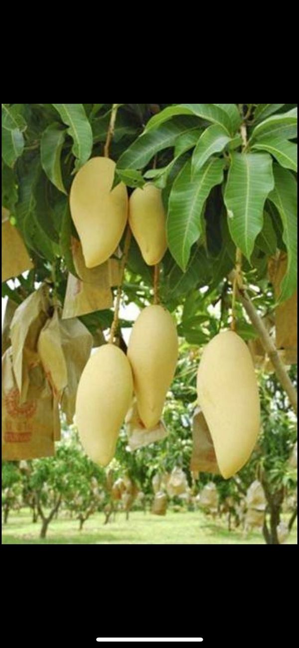 Nam doc mai mango grafted trees in 3 gal arboles de mango Thailand nam