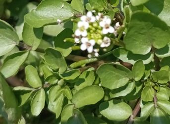 Watercress