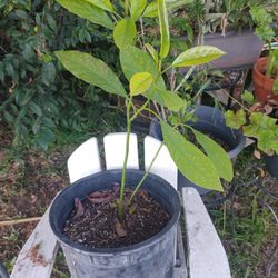 Avocado Tree