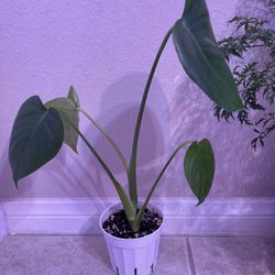 Monstera Deliciosa Plants/ Elephant Ear Plants