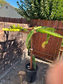 Dragon Fruit Whole Plant With Wooden Trellis