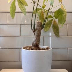 Money Tree in Ceramic White Planter