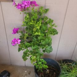 Geranio/pelargonium Grandiflorum
