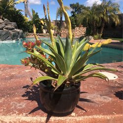 Succulent Arrangement