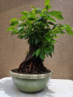 Old Japanese Cherry Blossom Bonsai Tree