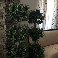 Topiary Trees