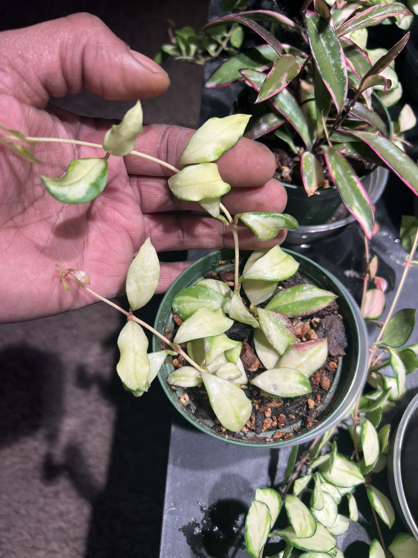 Hoya Walliniana variegata