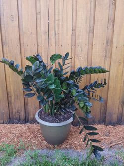 ZZ plant (Location Tequesta)