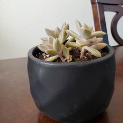 House Plant, In A Nice Ceramic Pot, Succulent 