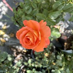 Rose Bush Sale 15$ Each Plant