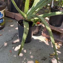Sabila . Aloe Vera