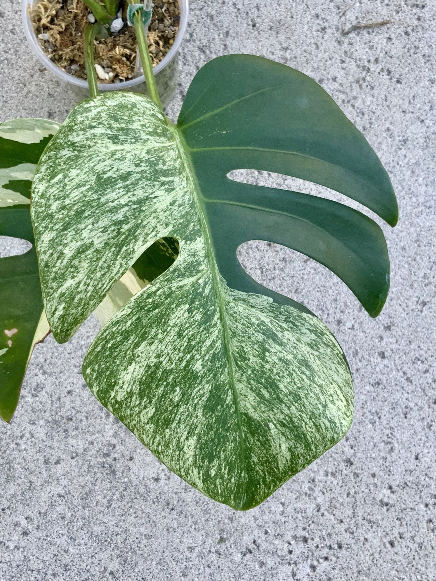 Monstera Deliciosa x Borsigiana Mint
