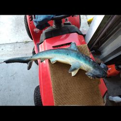 Hammerhead Shark Replica - Plaster