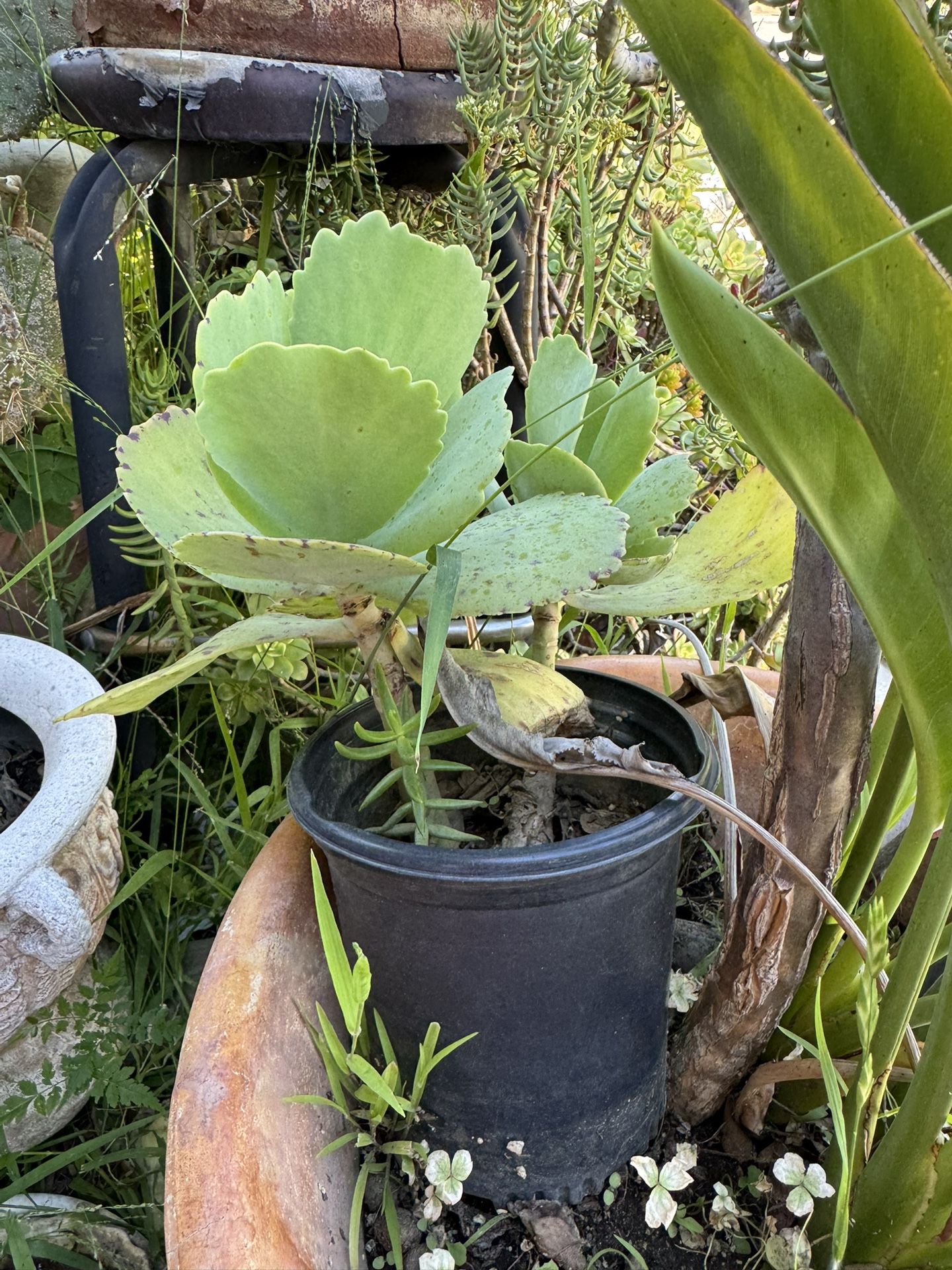 Succulent