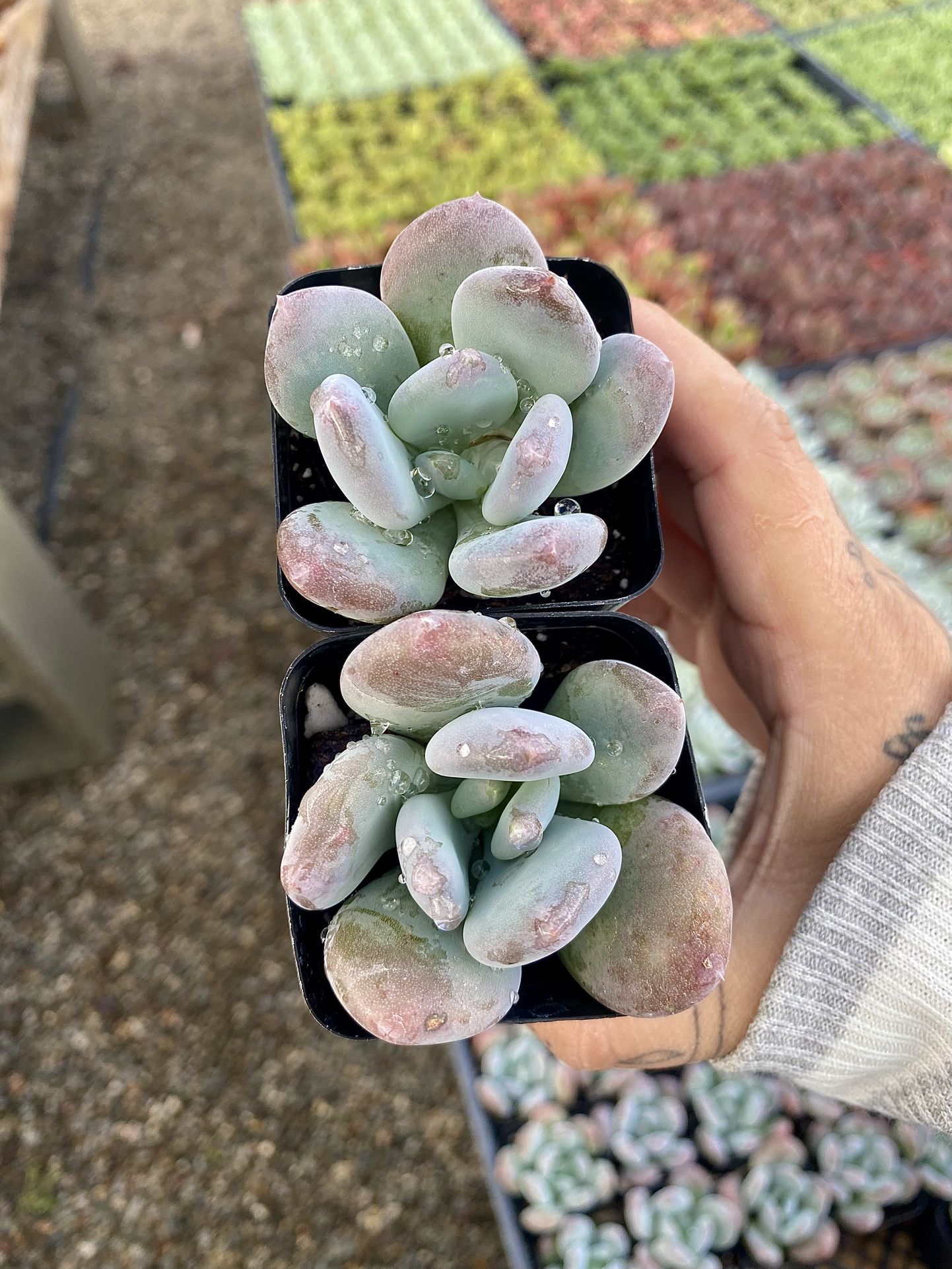 Pachyveria Frevel Succulents 