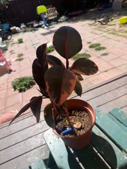Planta ficus