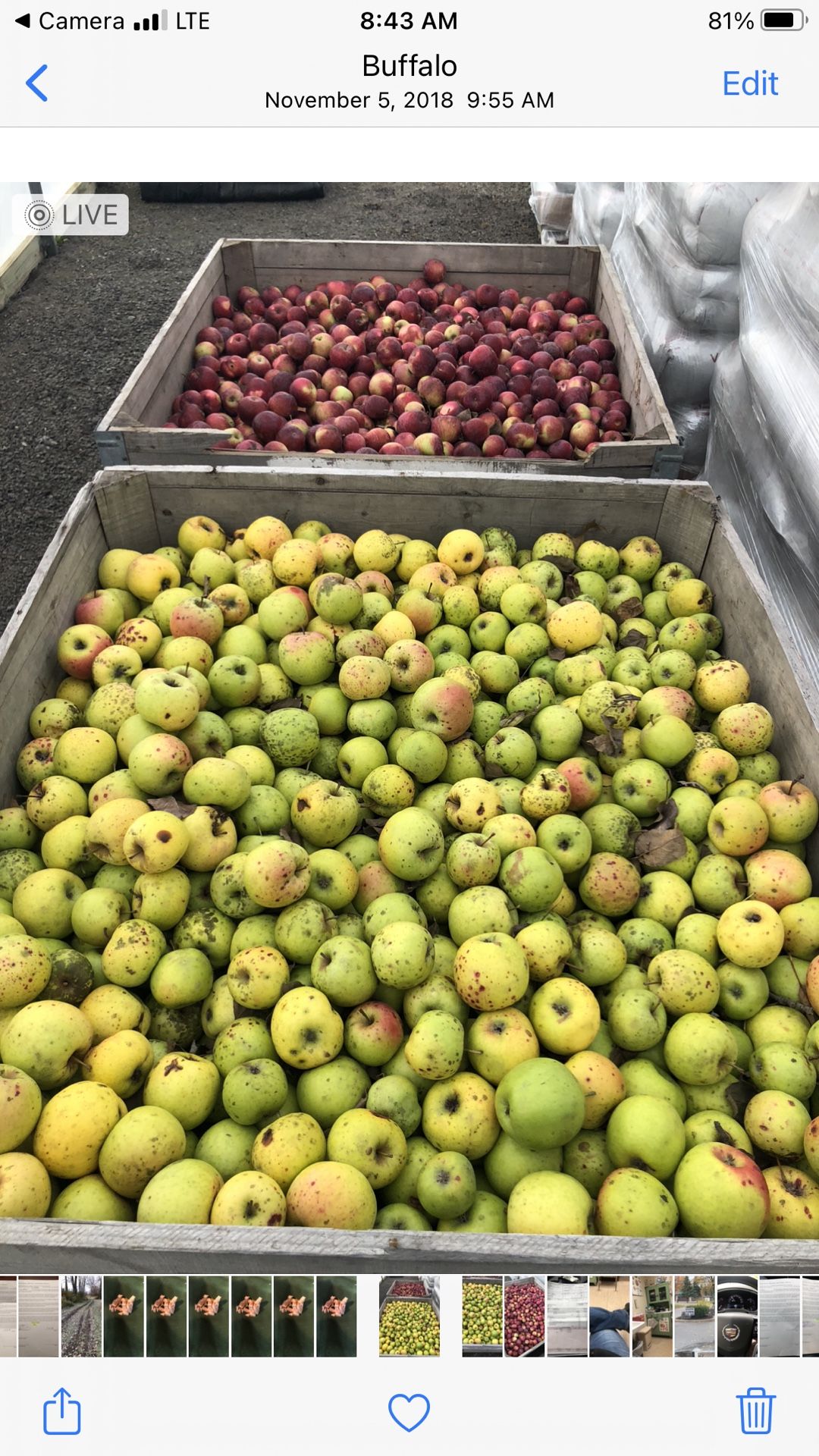 Apples