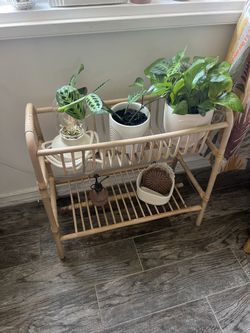 buy prince of orange philodendron Philodendron Prince of Orange-4