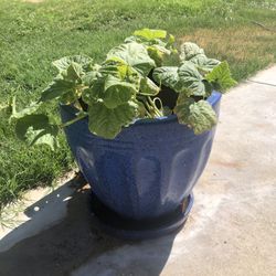 Flower Pot -Glazed Outside 12x 15  With Soil And Bell Peppers  & One With Cucumbers 🥒 Too Much Too Manage Due To Health Issues- Each Pot Sold Separat