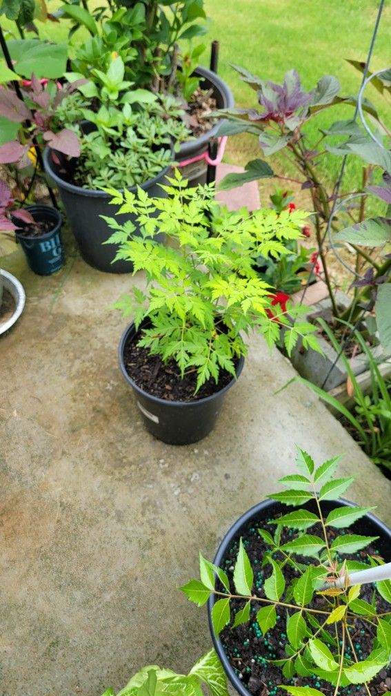 Plant For Sale.