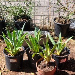 Smooth Agave Plant 