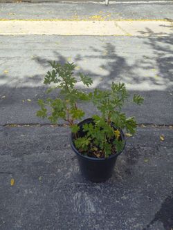 Citronella plant