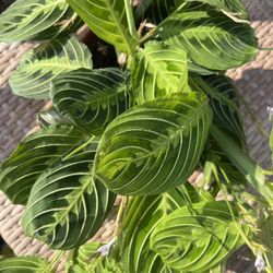 Lemon Lime Maranta Plants