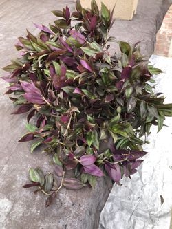 de Venta tradescatia Zabrina ermosa Planta 