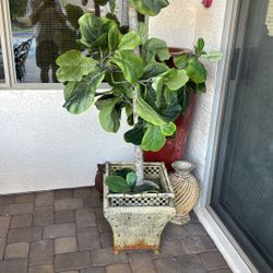 Fig Plant Decorating 