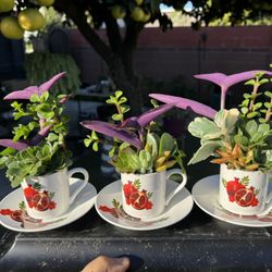 Cute Succulents Arrangement, Each Cup $6