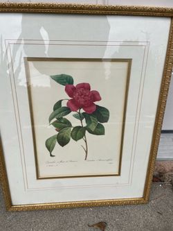 17x22 Framed Botanical print fancy frame