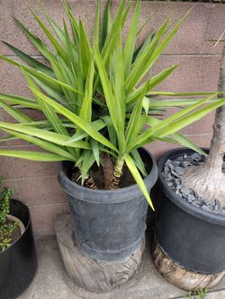 Yucca 